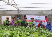 Sharp Resmikan Sharp Hydro Heroes di Bekasi, Berdayakan Ibu Muda Lewat Hidroponik