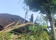 Angin Kencang Sebabkan Dua Pohon Tumbang