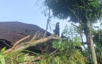 Angin Kencang Sebabkan Dua Pohon Tumbang