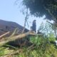 Angin Kencang Sebabkan Dua Pohon Tumbang