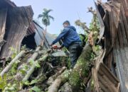Dua Pohon Tumbang Terjadi di Bandar Buat BPBD Kota Padang Bergerak Cepat