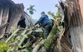 Dua Pohon Tumbang Terjadi di Bandar Buat BPBD Kota Padang Bergerak Cepat