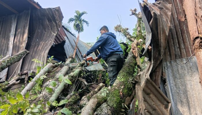 Dua Pohon Tumbang Terjadi di Bandar Buat BPBD Kota Padang Bergerak Cepat