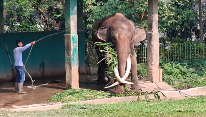 Keterbatasan Anggaran Hambat Translokasi Gajah Jidan