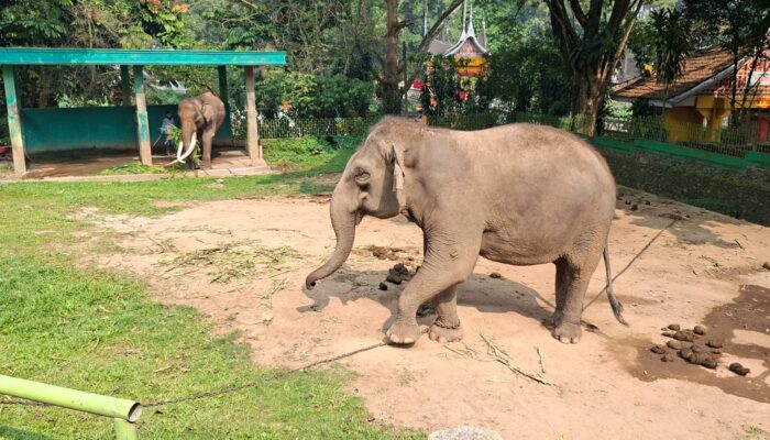 Enam Kali Disurati, Jidan Tak Kunjung Dievakuasi, Pemko Bukittinggi Desak BKSDA