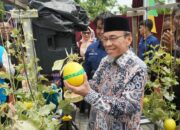 PLN Bantu Greenhouse KUBE Mego.Id, Produksi Melon di Pauh Naik Jadi 1,1 Ton per Bulan